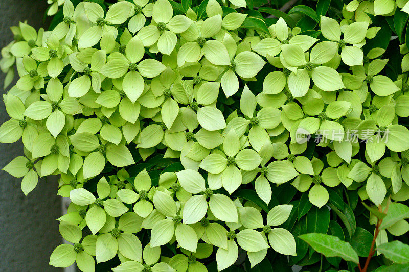 山茱萸/日本山茱萸:美丽的开花植物